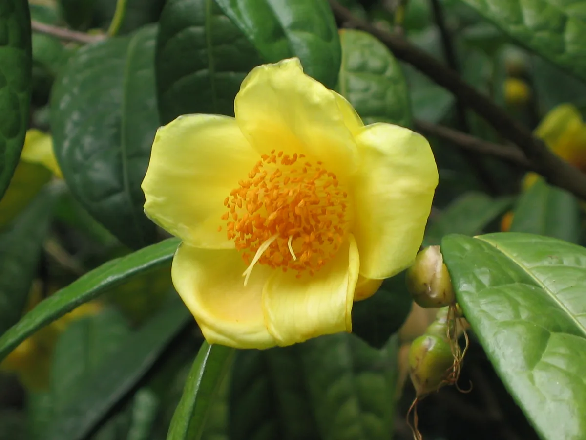 Golden Camellia (Camellia nitidissima)