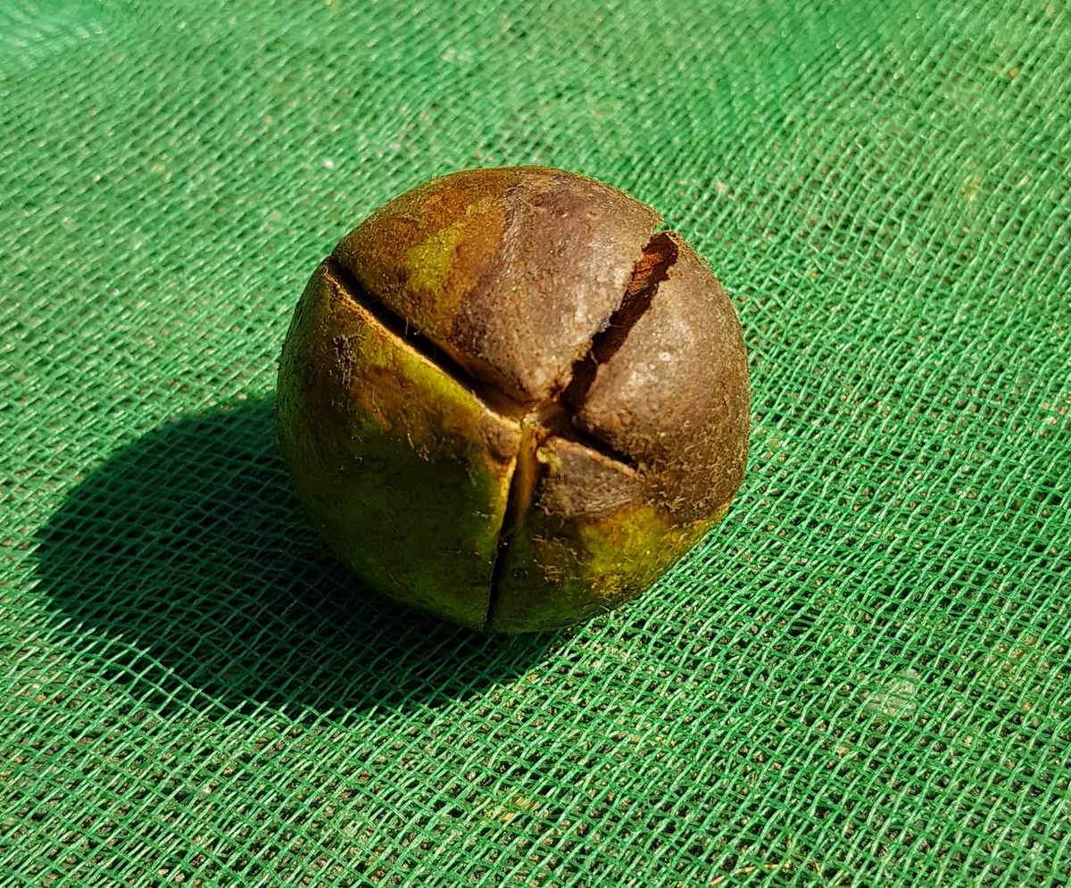 Oil Seed Camellia (Camellia oleifera)