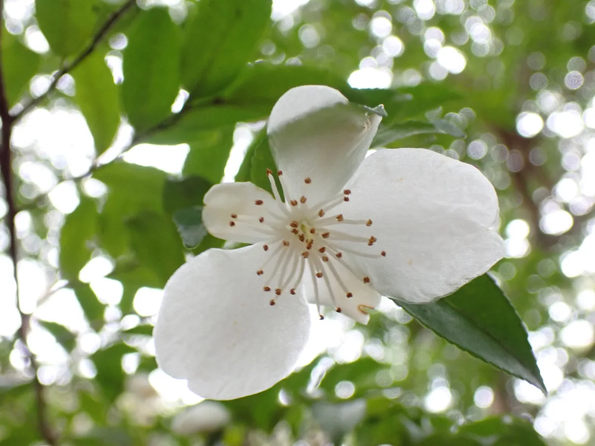 Fragrant Camellia (Camellia lutchuensis)