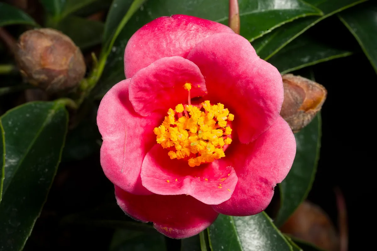 Hong Kong Camellia (Camellia hongkongensis)