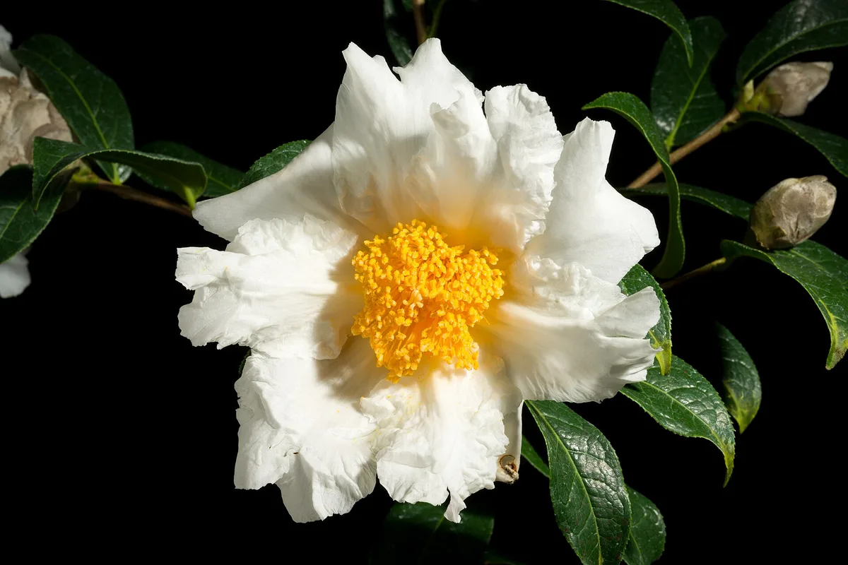 Grantham Camellia (Camellia granthamiana)