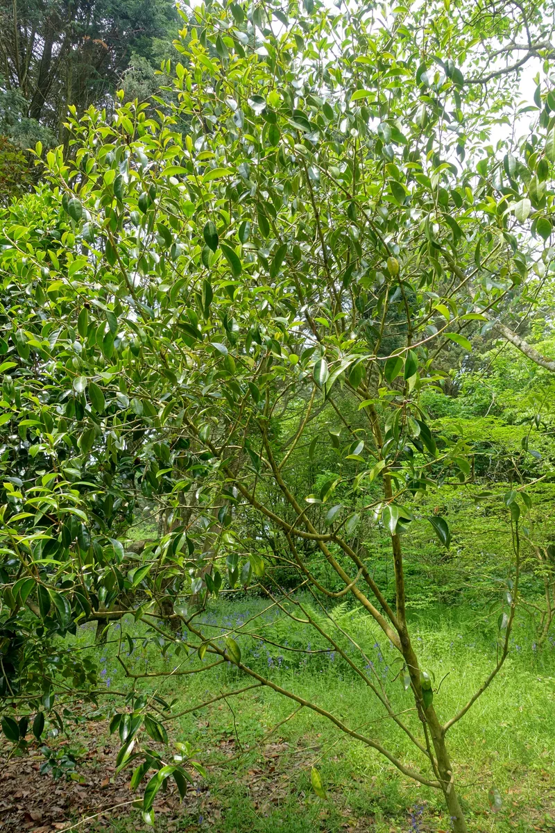 Chekiang Camellia (Camellia chekiangoleosa)
