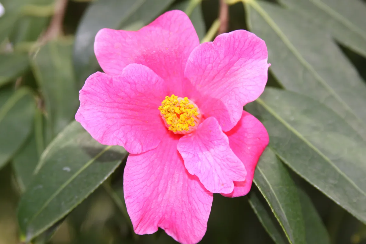 Pitard Camellia