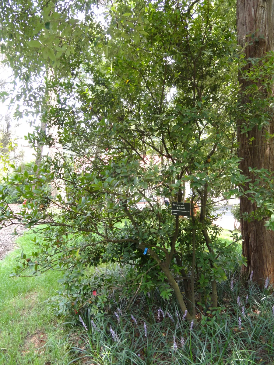 Saluenensis Camellia (Camellia saluenensis)