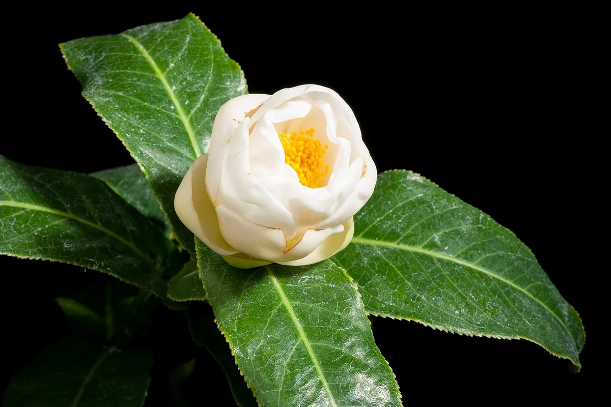 Vietnamese Camellia (Camellia amplexicaulis)