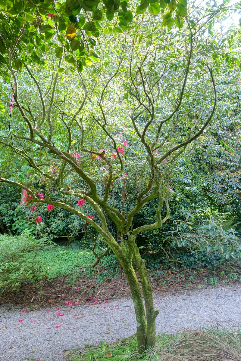 Cuspidate Camellia (Camellia cuspidata)