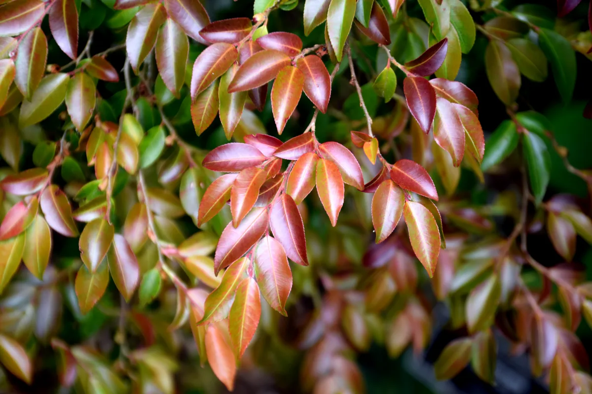 Transnoko Camellia (Camellia transnokoensis)