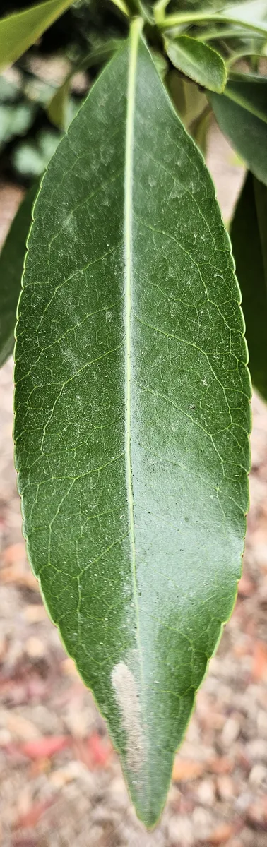 Gordonia (Gordonia lasianthus)