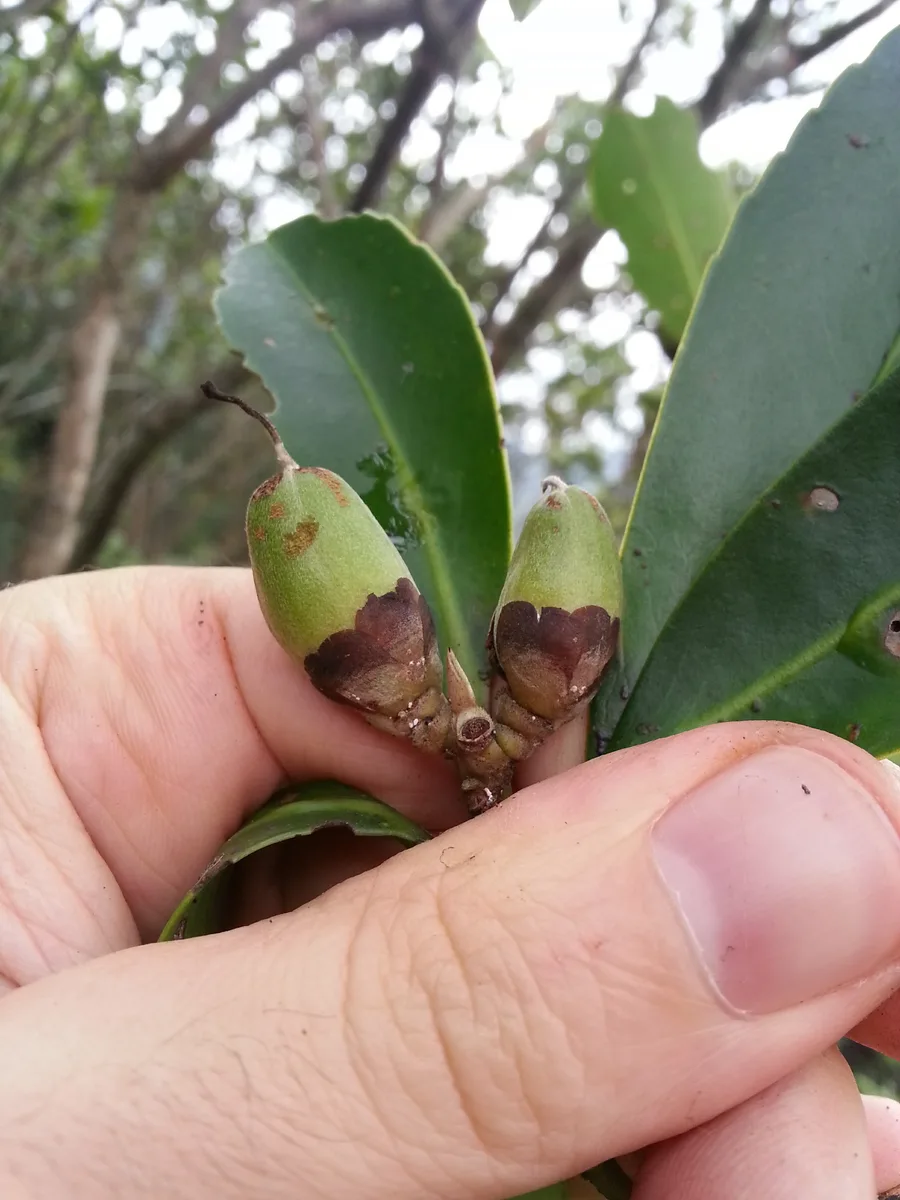 Chinese Gordonia (Polyspora axillaris)