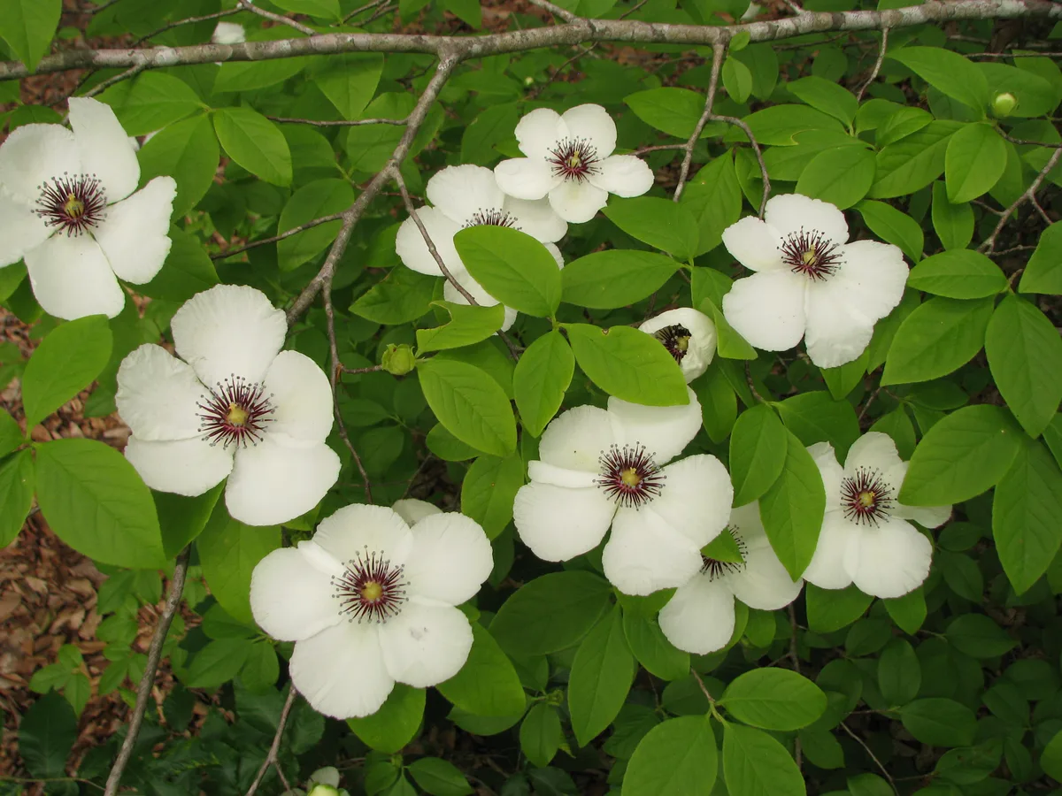 Silky Stewartia (Stewartia malacodendron)