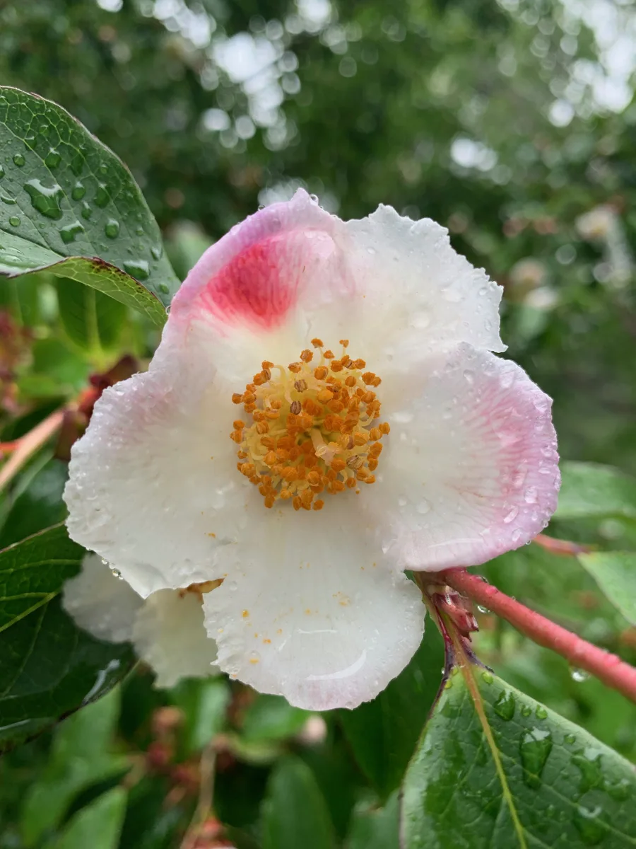 Sawtooth Stewartia