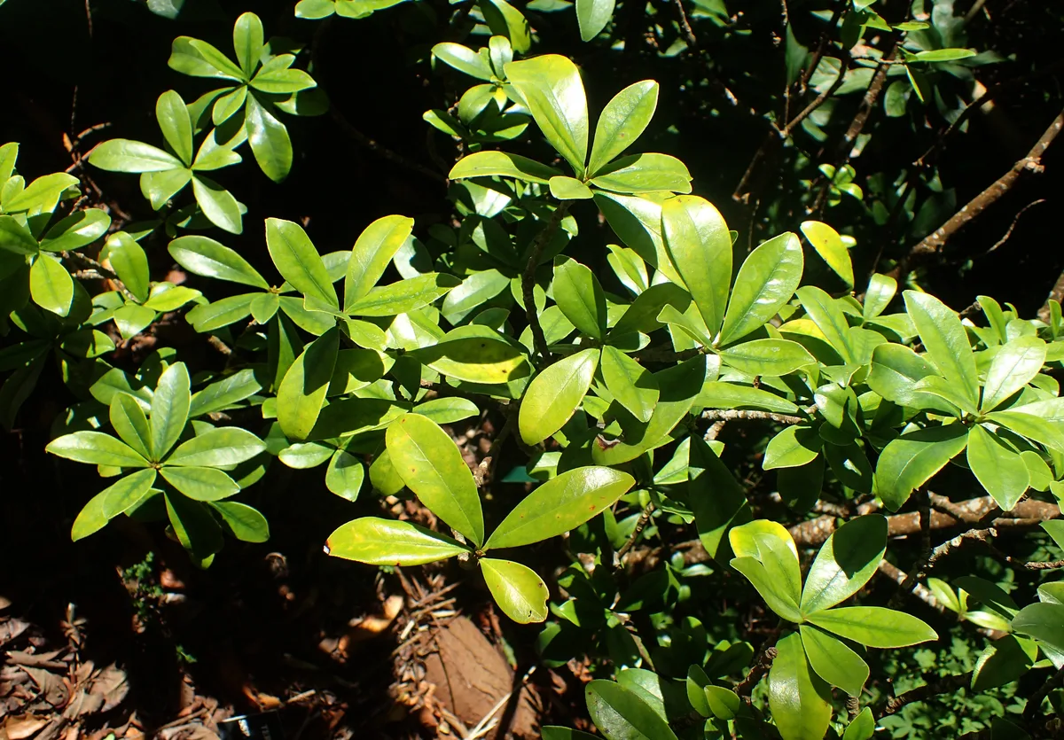 Mountain Ternstroemia (Ternstroemia lineata)
