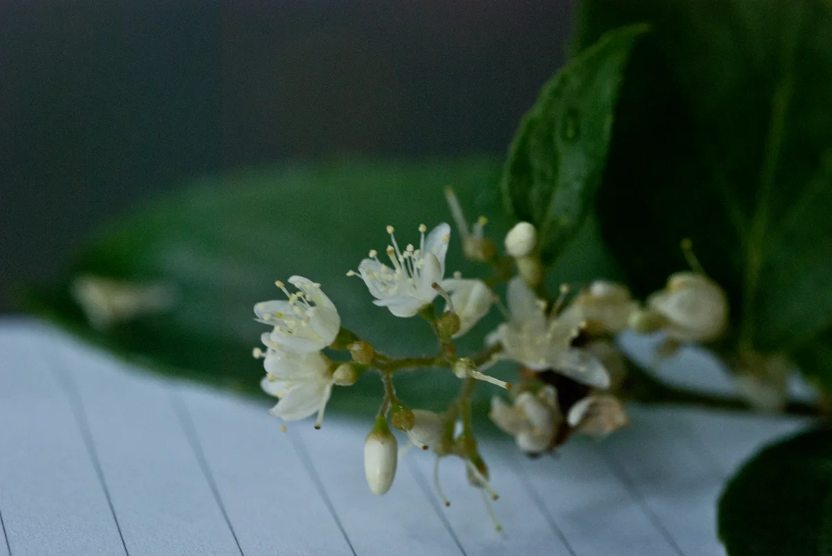 Asiatic Sweetleaf