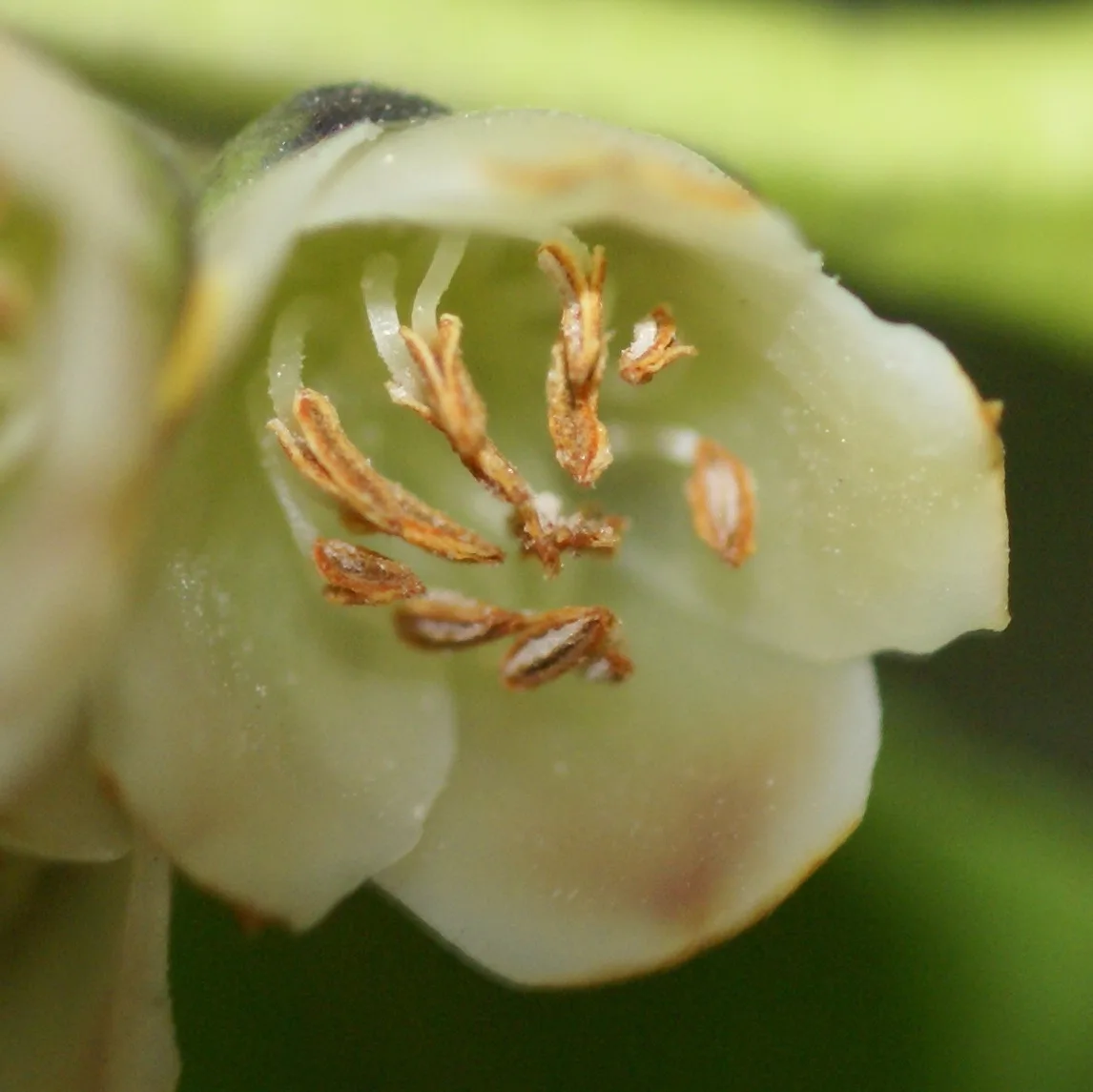 Common Eurya (Eurya japonica)