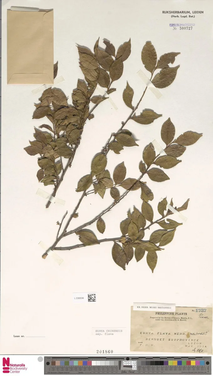 Chinese Eurya