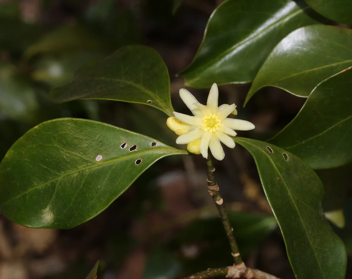 Japanese Anise Tree