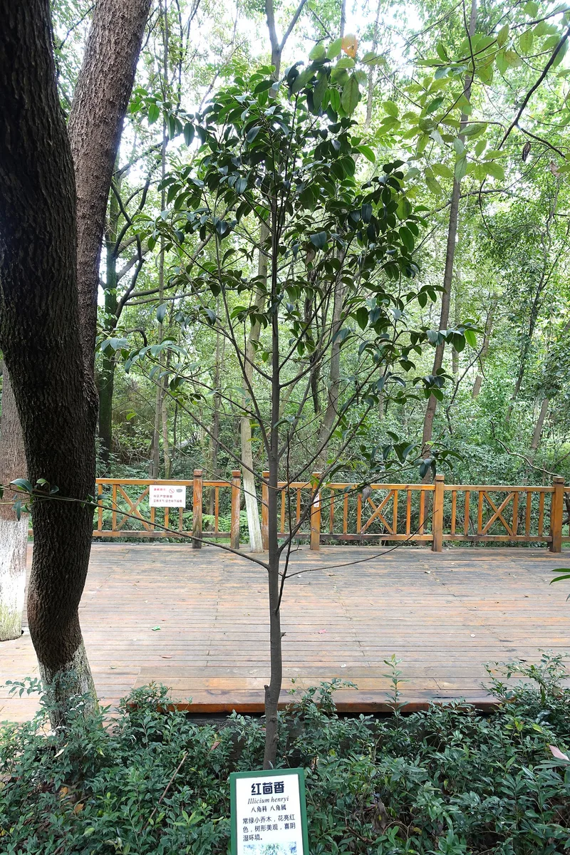 Henry Anise Tree (Illicium henryi)