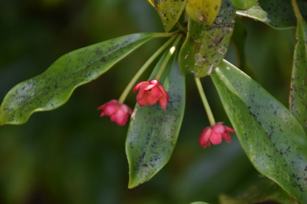 Red Anise