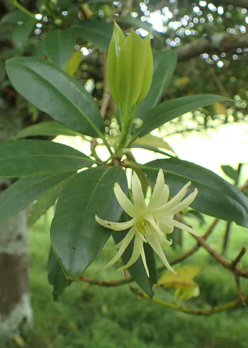 Simons Anise (Illicium simonsii)