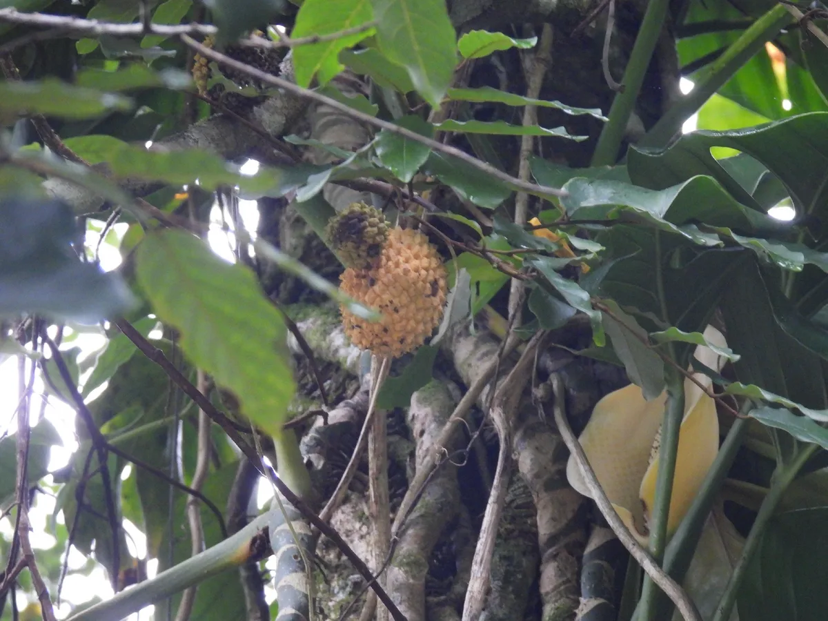 Mountain Soursop (Annona montana)