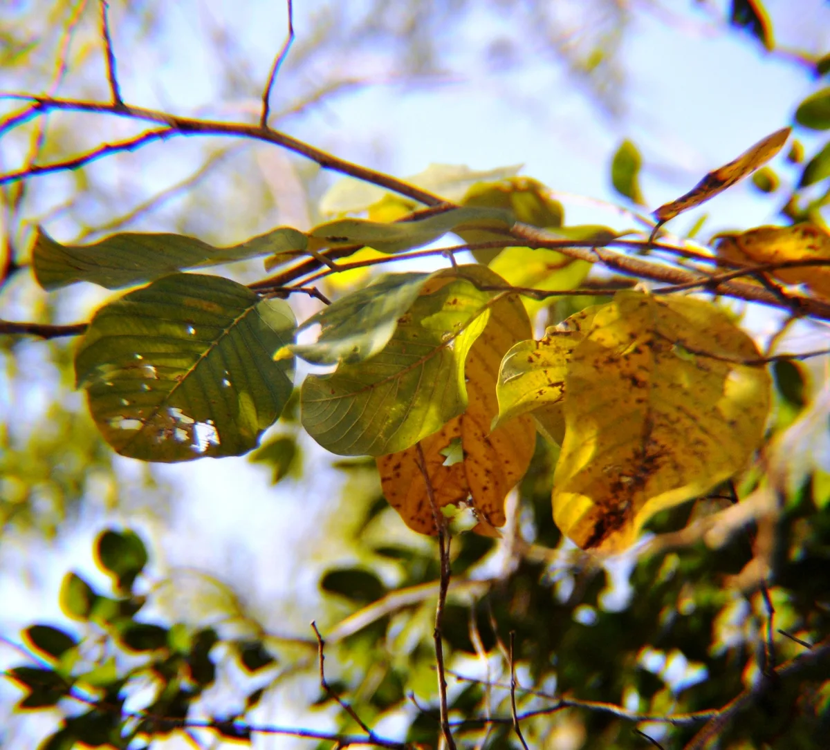 Wild Soursop