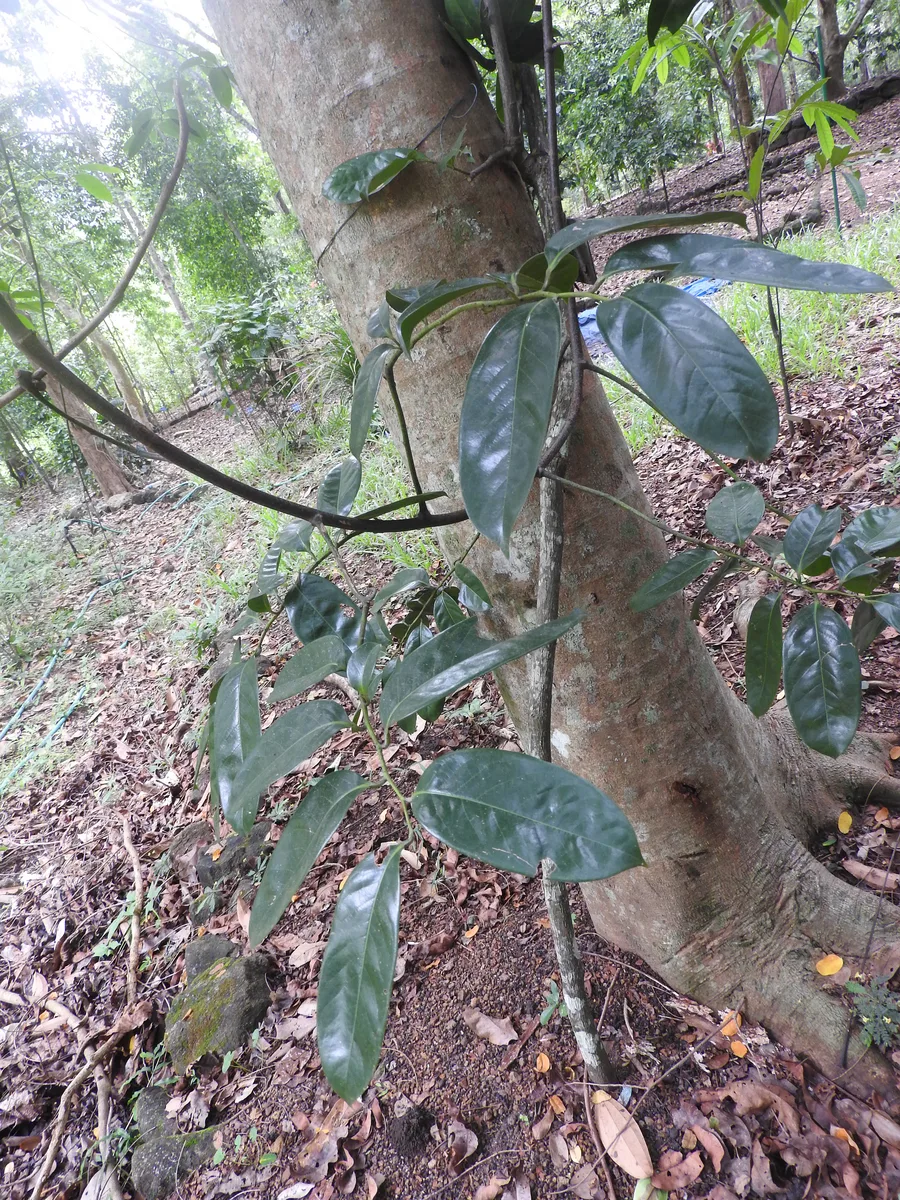 Tail Grape (Artabotrys suaveolens)