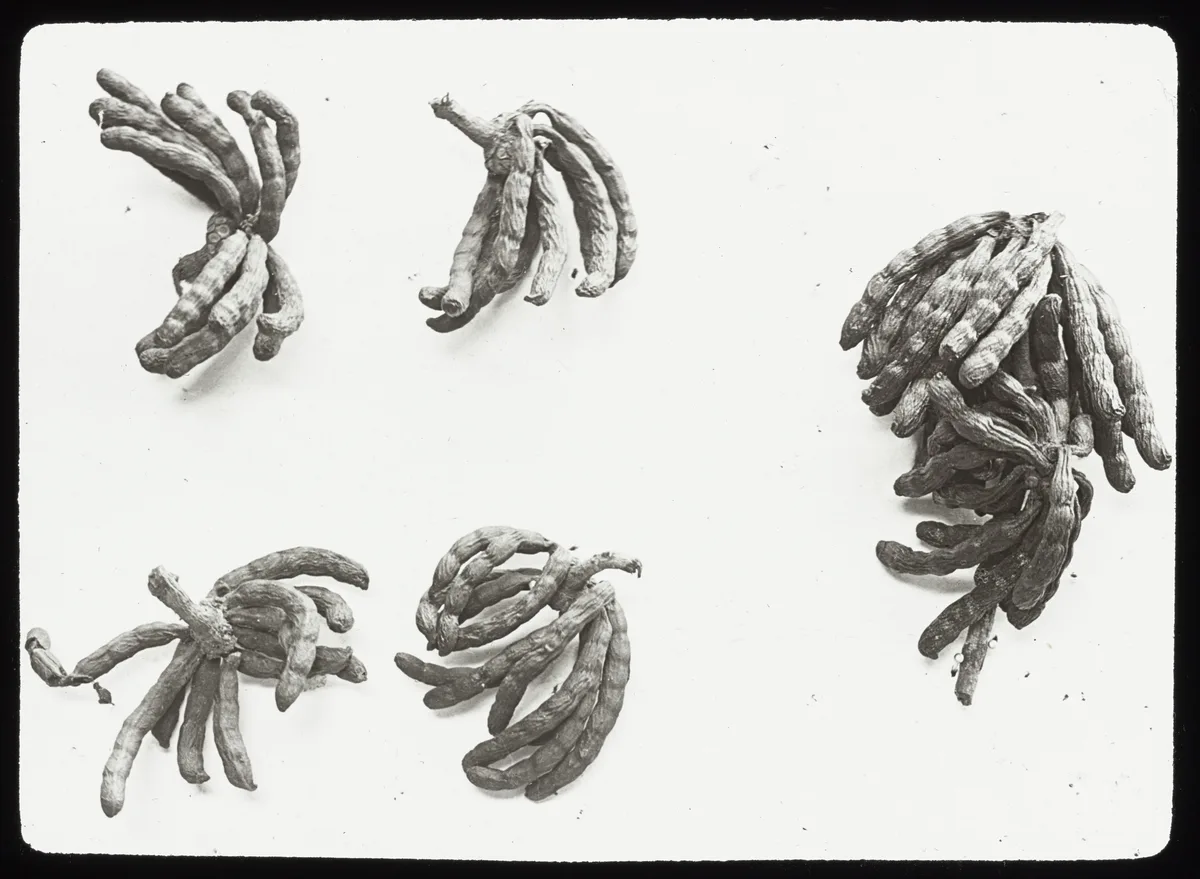 African Pepper (Xylopia aethiopica)