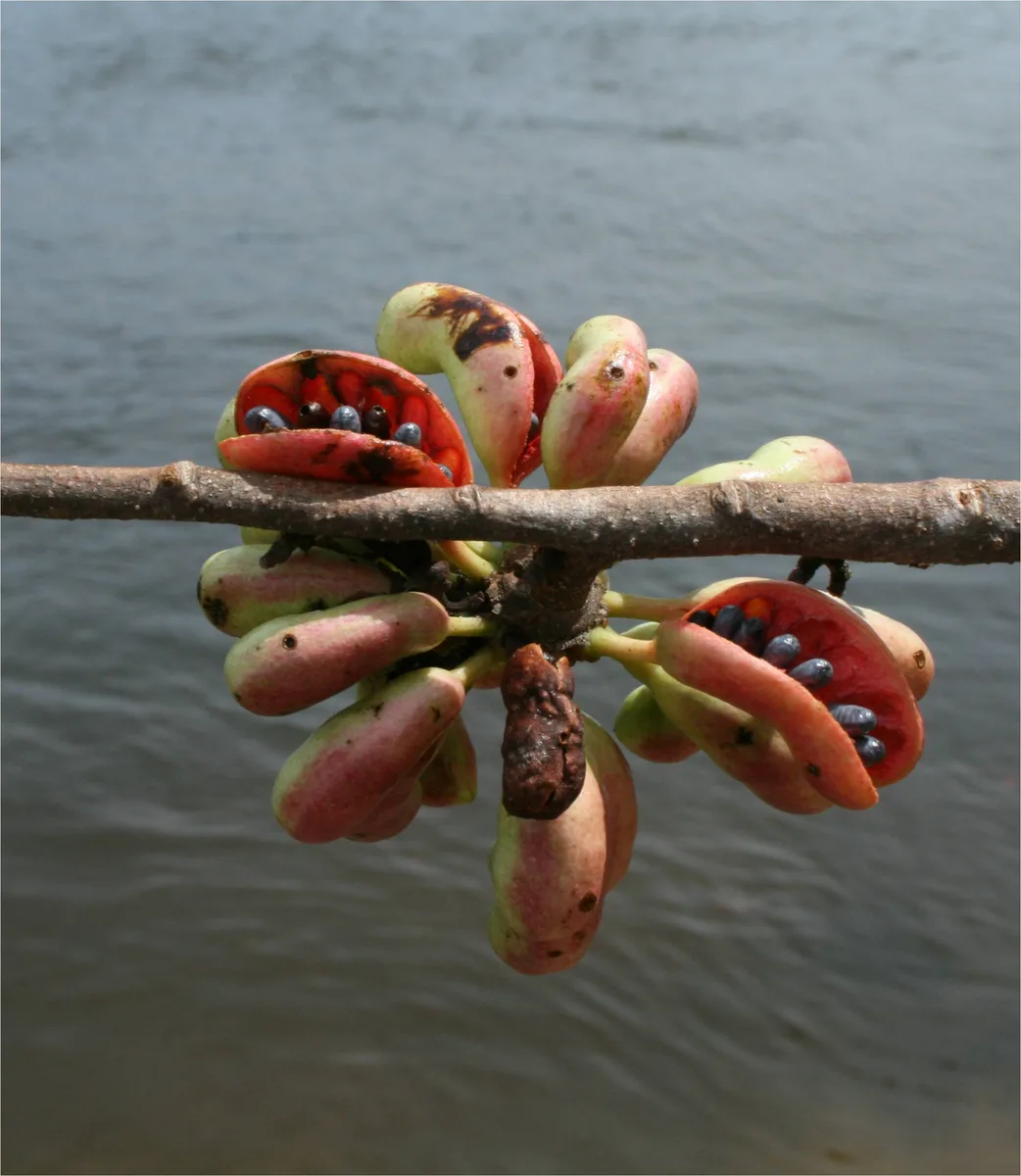 Brazilian Pepper Tree Xylopia (Xylopia aromatica)