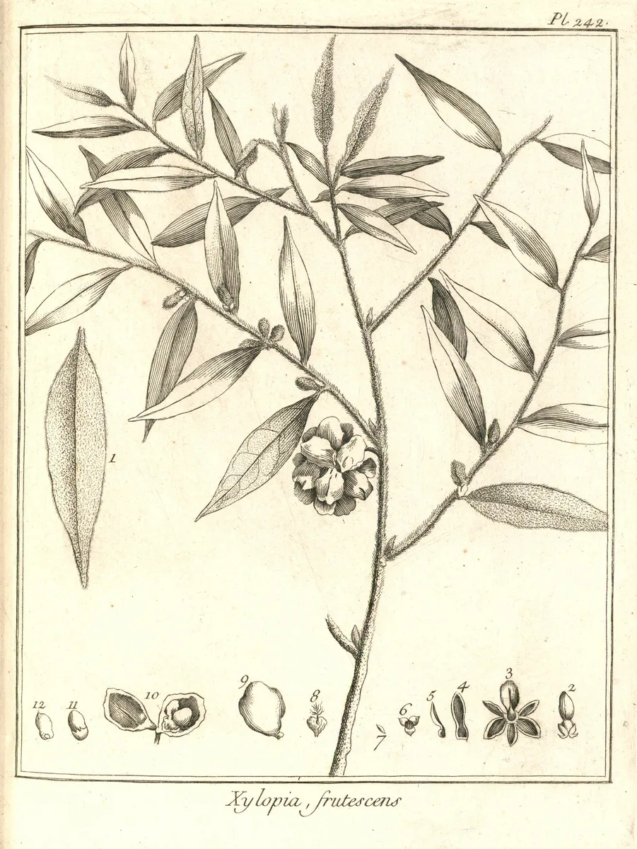 Yellow River Xylopia (Xylopia frutescens)