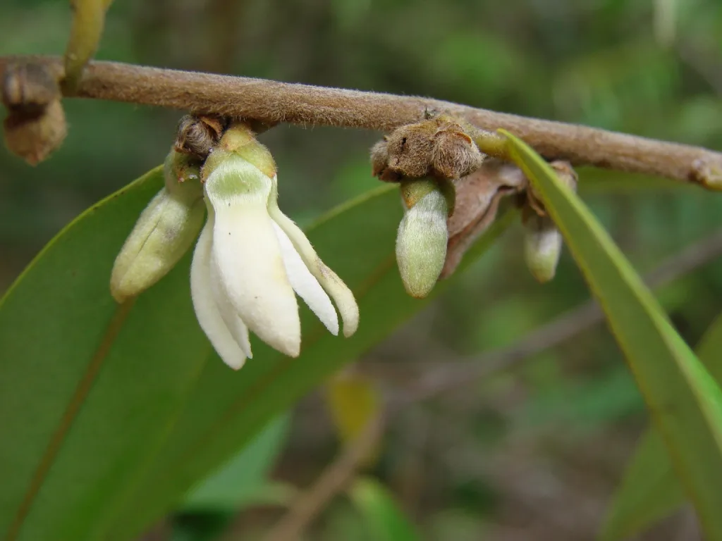 Embira (Xylopia sericea)