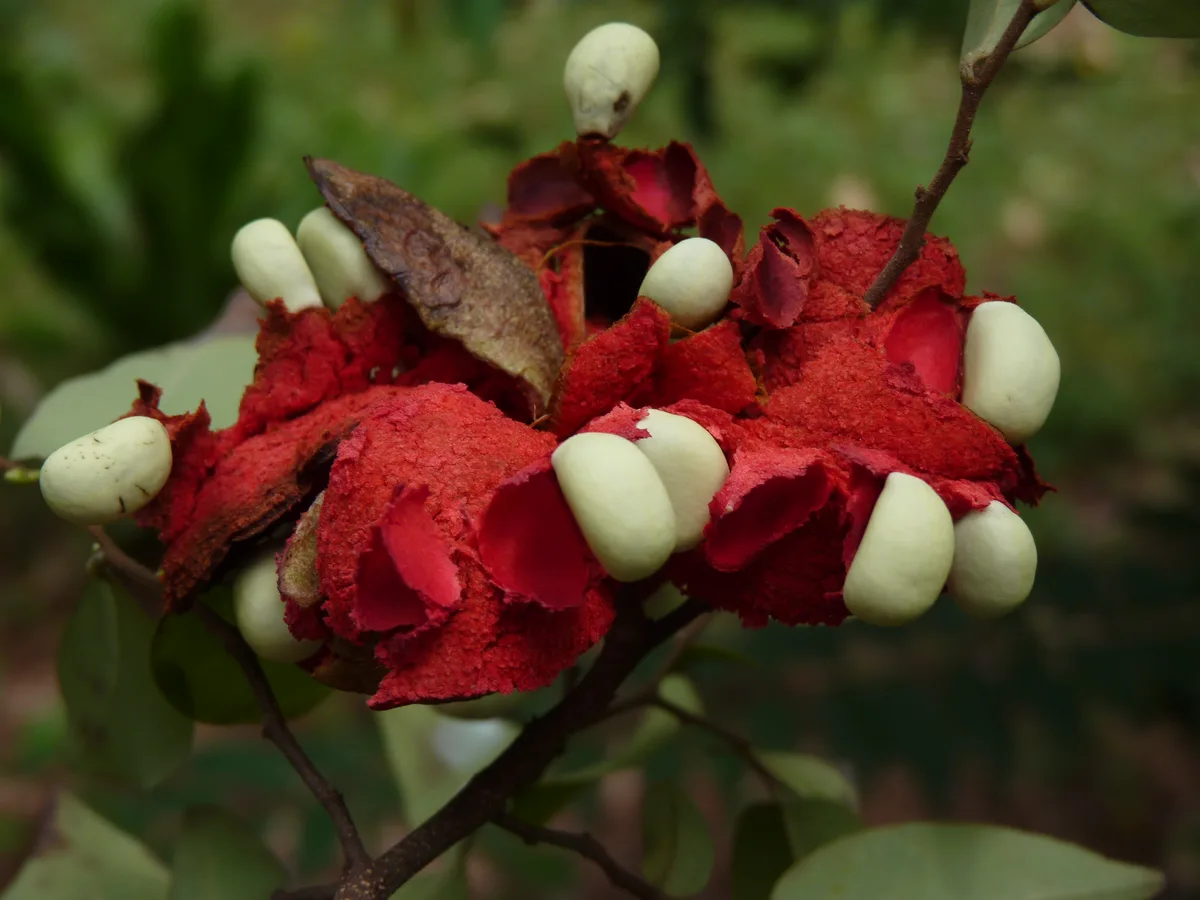 Guinea Pepper (Xylopia parviflora)