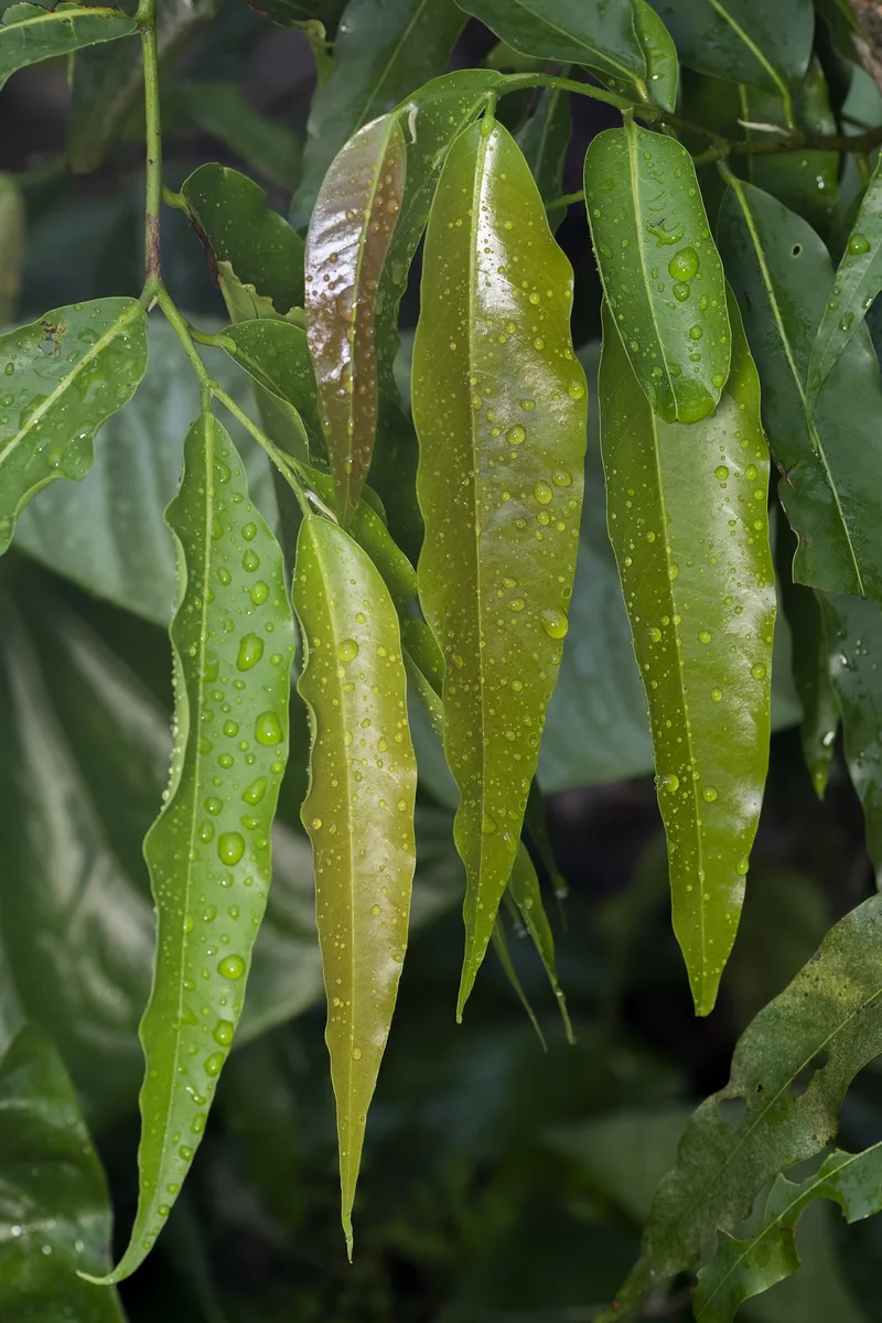 False Ashoka (Monoon longifolium)