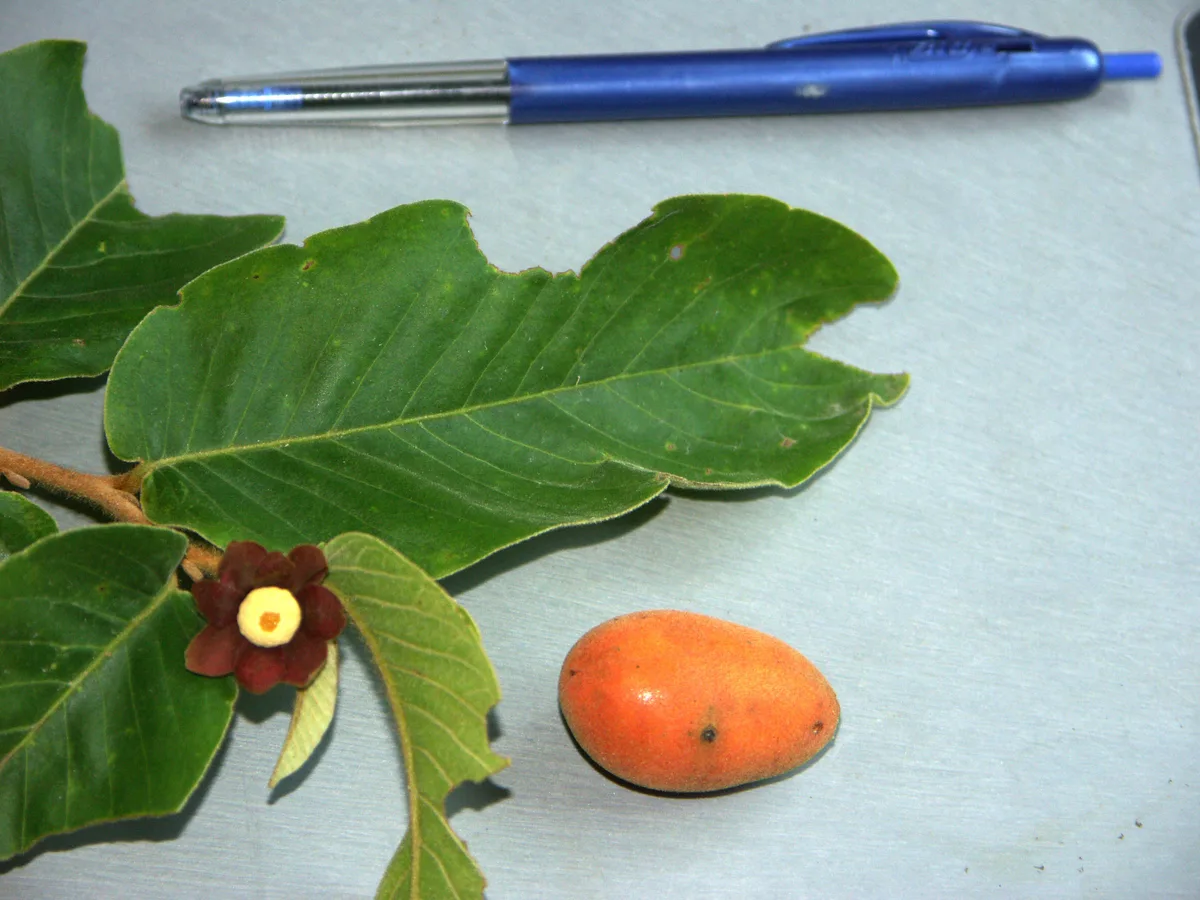 Calabao