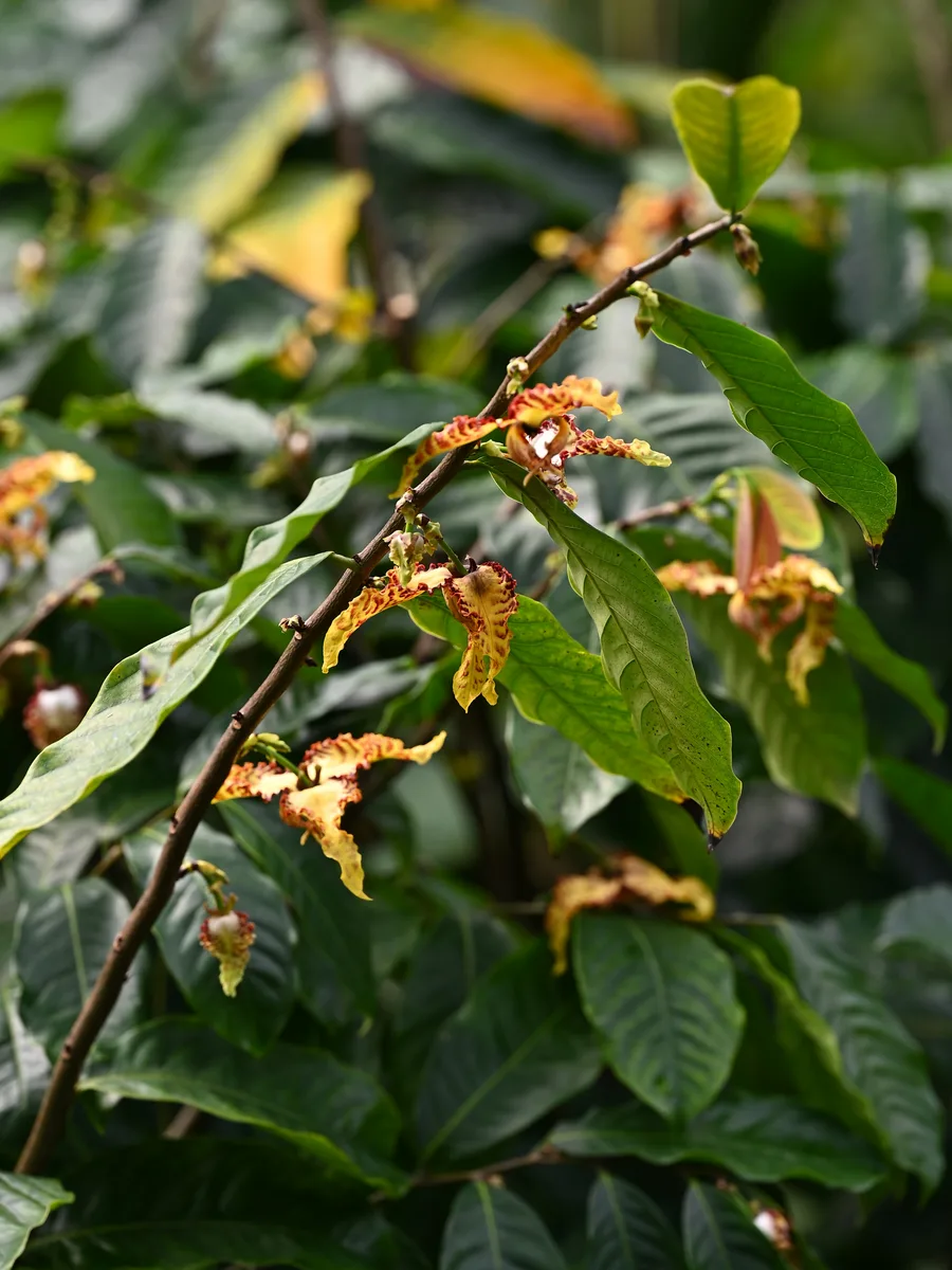Calabash Nutmeg (Monodora tenuifolia)