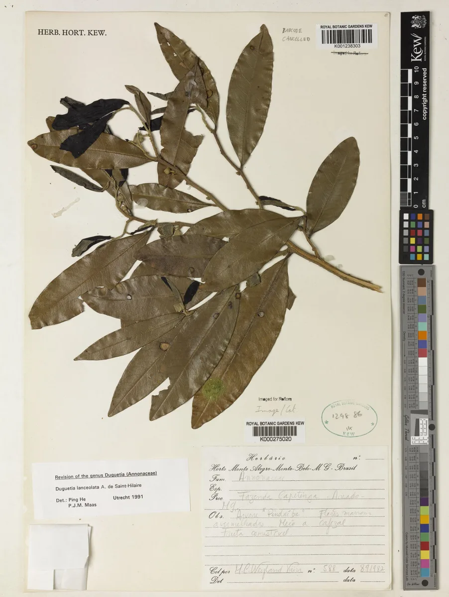 Spear Tree (Duguetia lanceolata)
