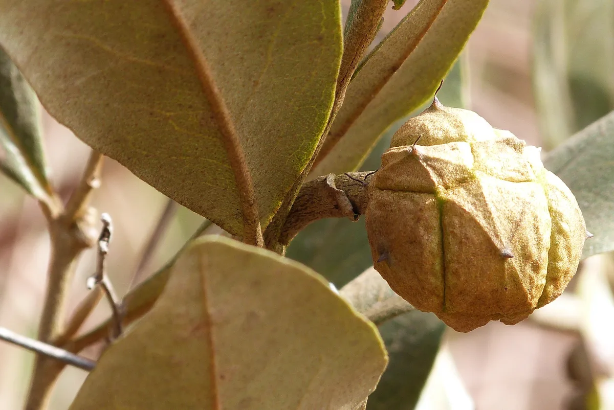 Pindaiba (Duguetia furfuracea)