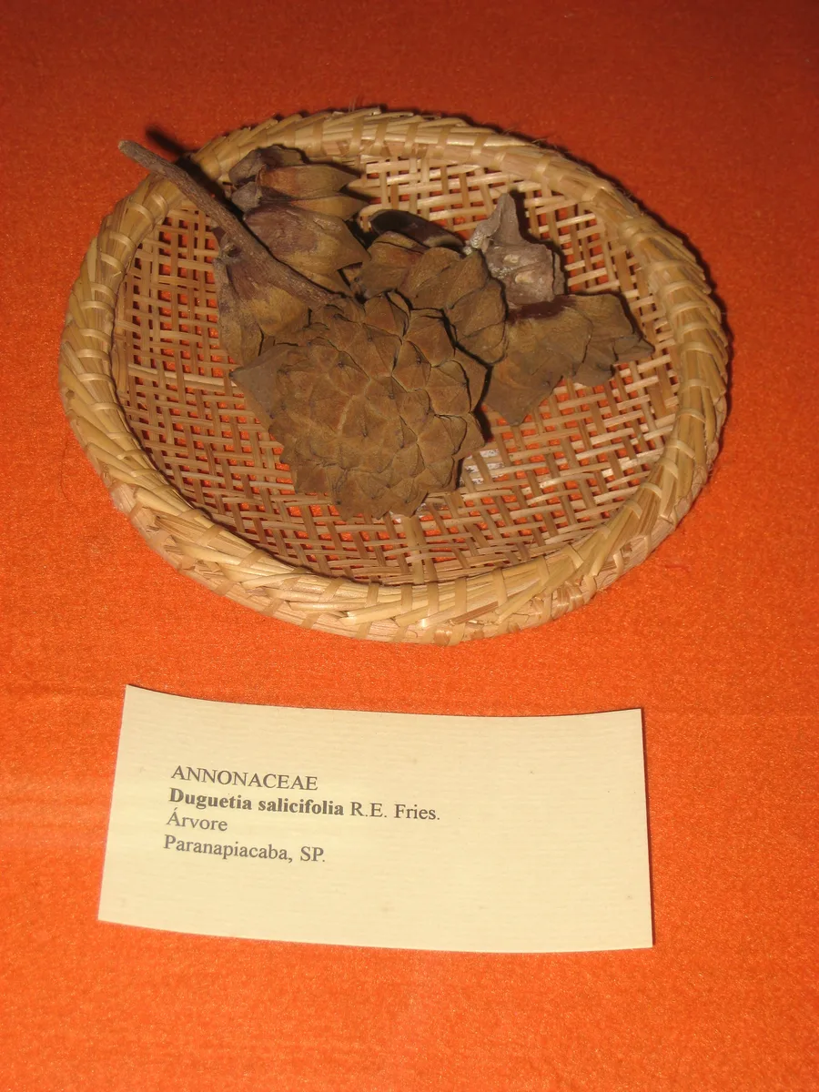 Brazilian Duguetia (Duguetia salicifolia)