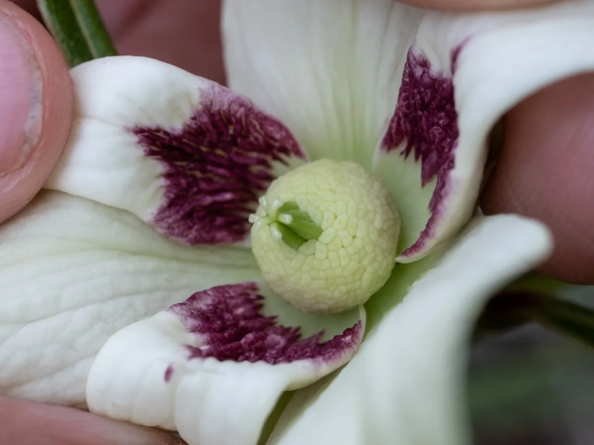 Slimleaf Pawpaw (Asimina angustifolia)