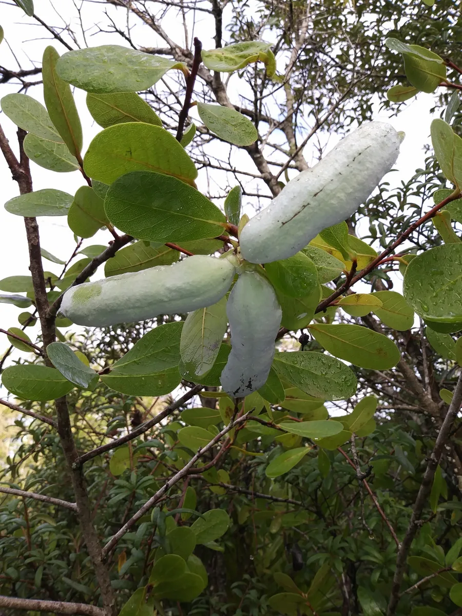 Bigflower Pawpaw