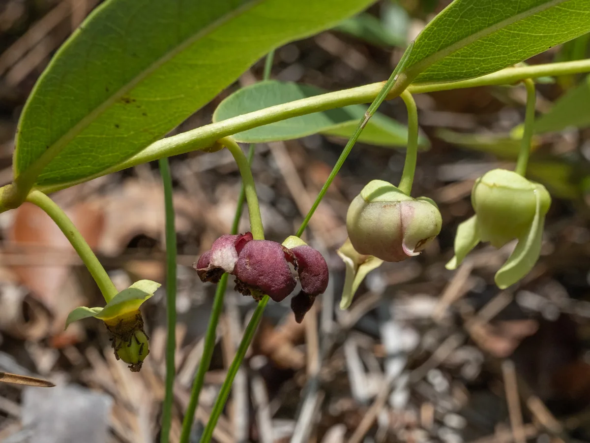 Smallflower Pawpaw (Asimina pygmaea)