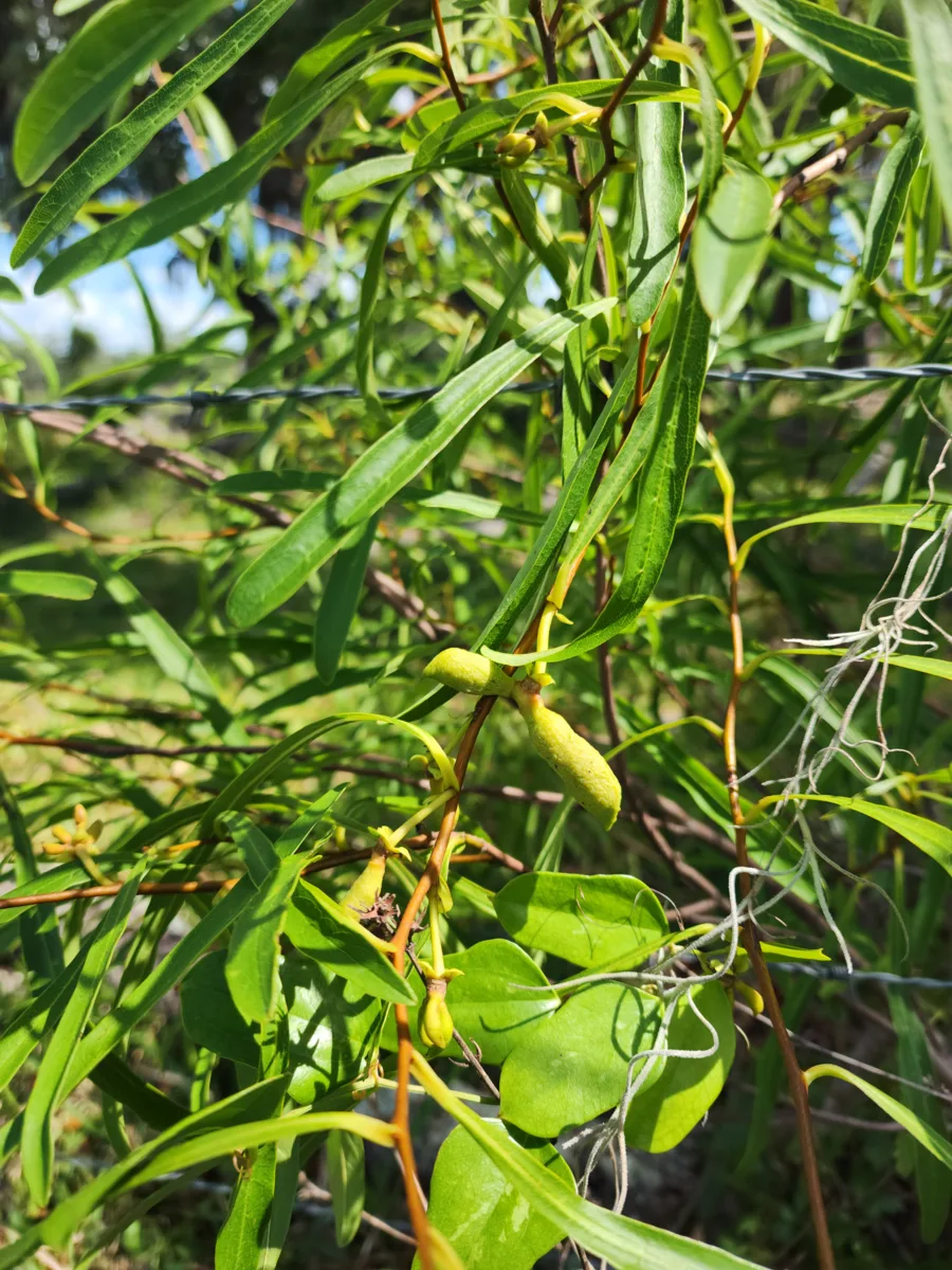 Zebra Pawpaw (Asimina manasota)