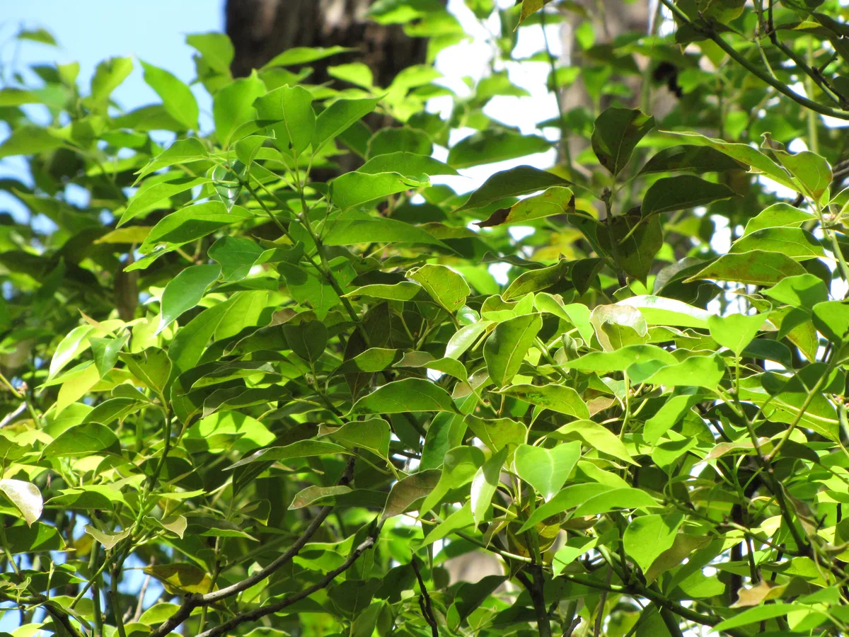 Camphor Tree (Cinnamomum camphora)