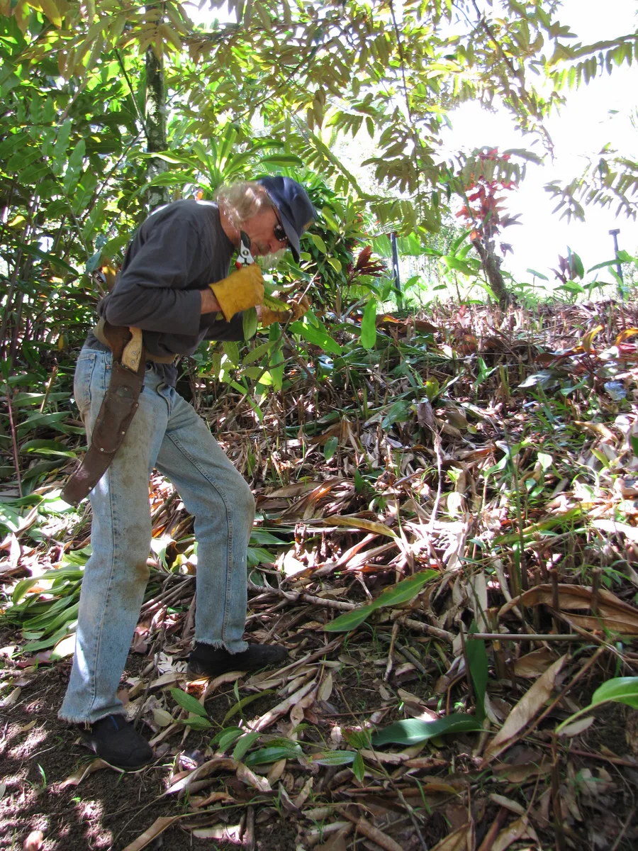 Ceylon Cinnamon (Cinnamomum verum)