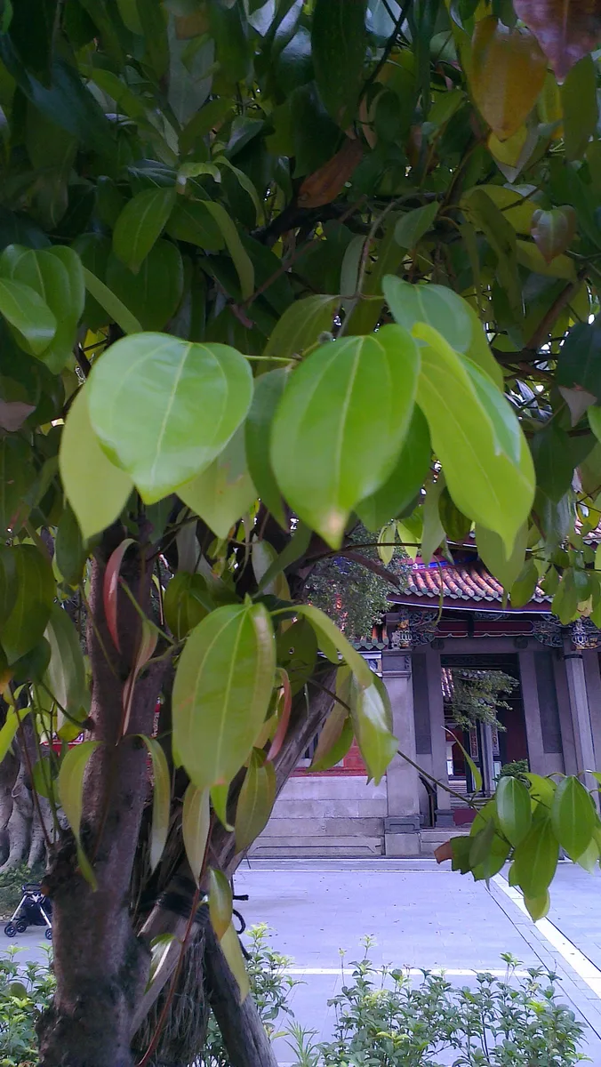 Cassia Cinnamon (Cinnamomum cassia)