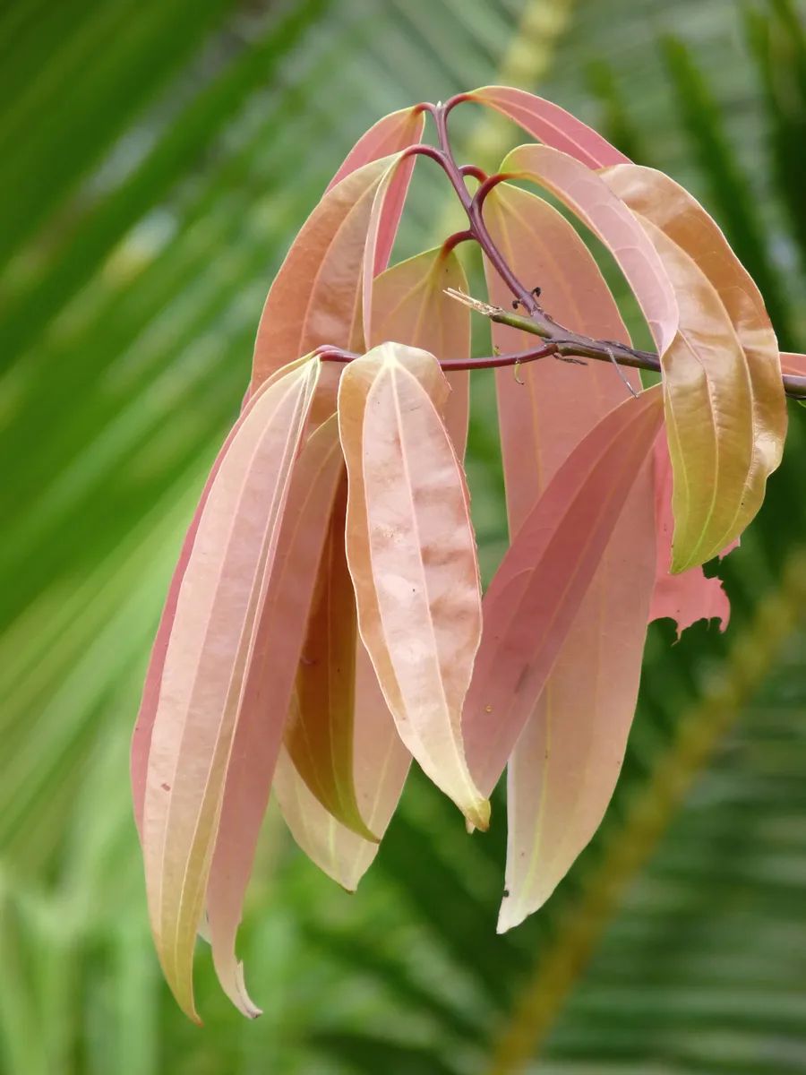 Malabar Cinnamon (Cinnamomum malabatrum)