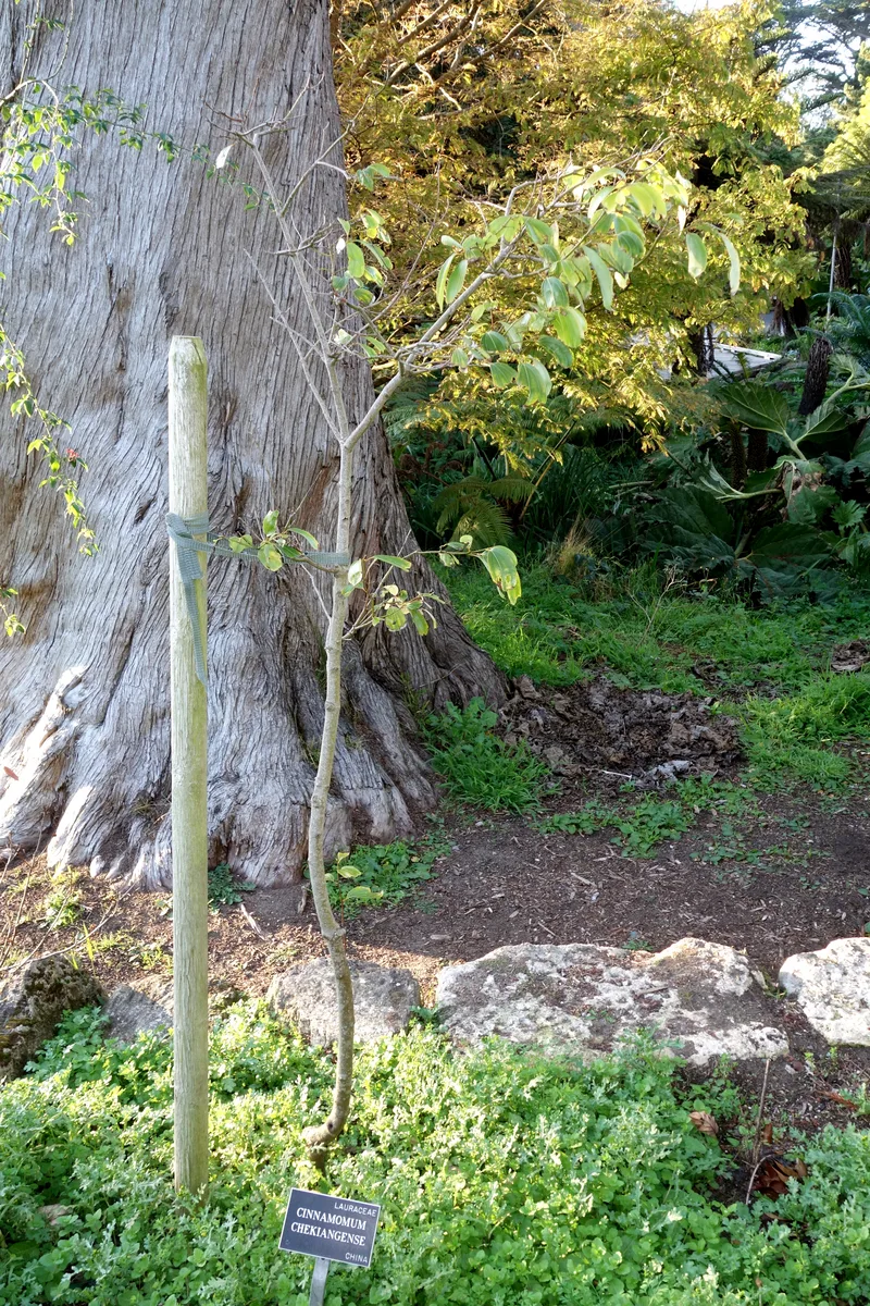Chinese Cinnamon Tree (Cinnamomum chekiangense)