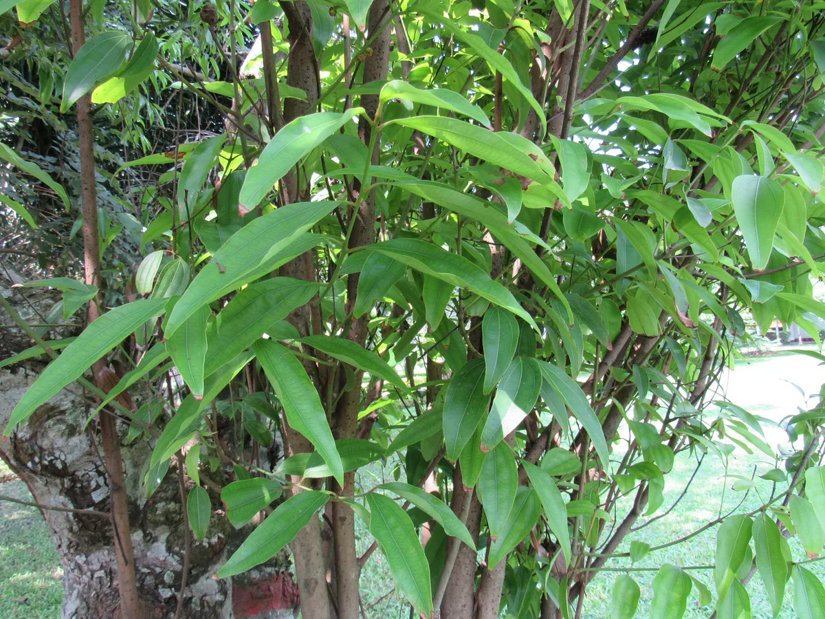 Tamala Cinnamon (Cinnamomum tamala)