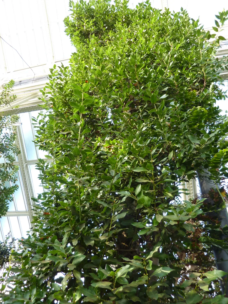 Azores Laurel (Laurus azorica)