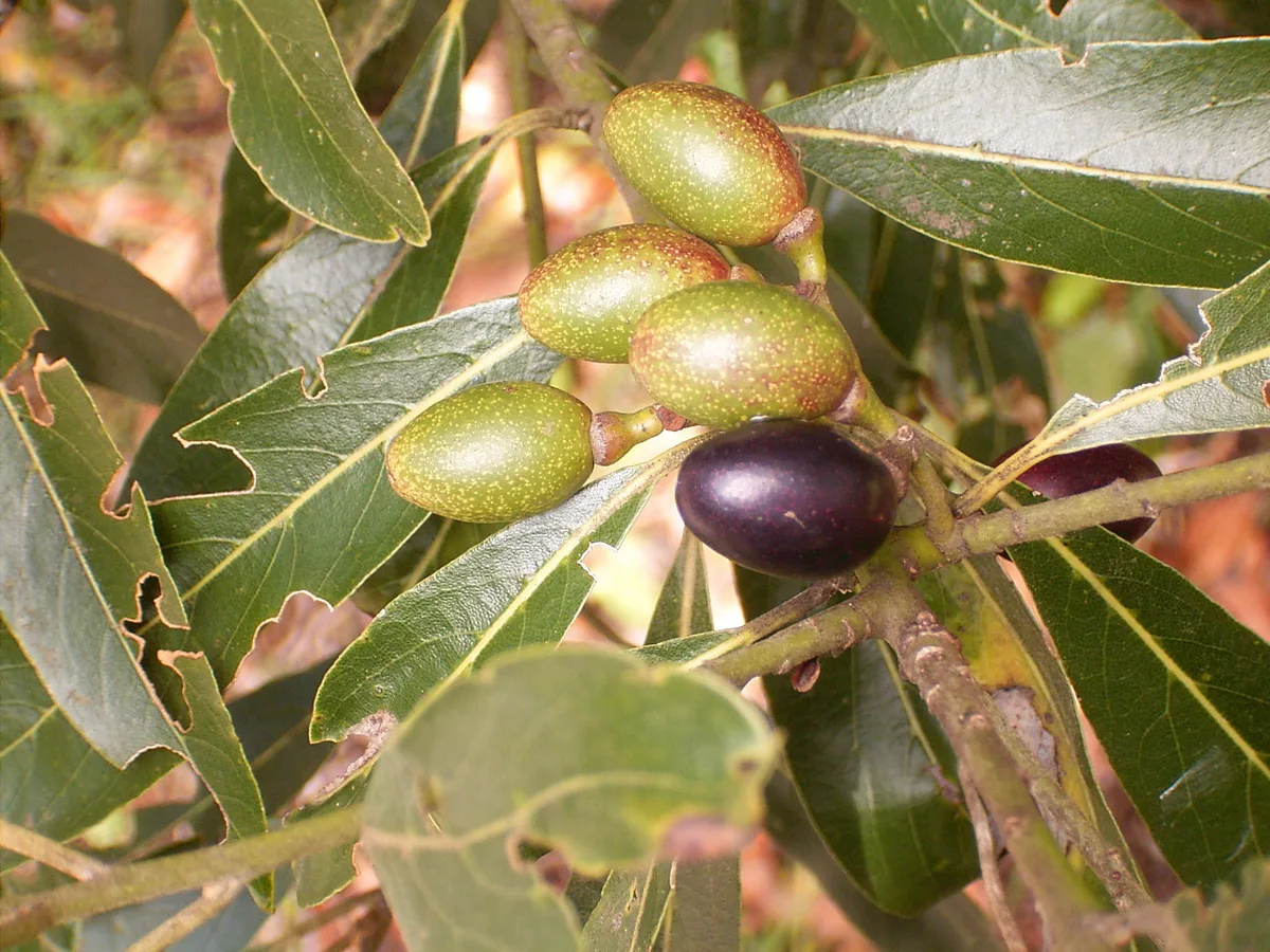 Canary Laurel