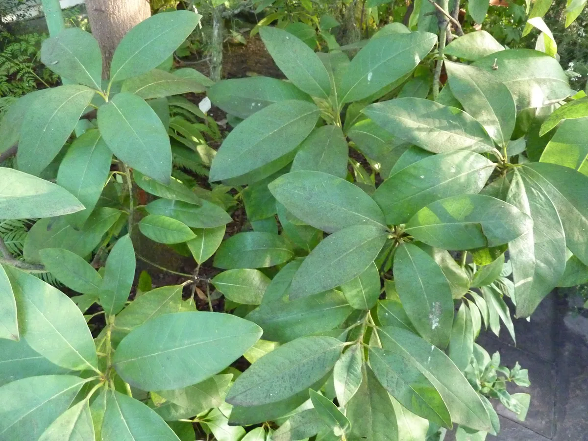 Vinatigo (Persea indica)